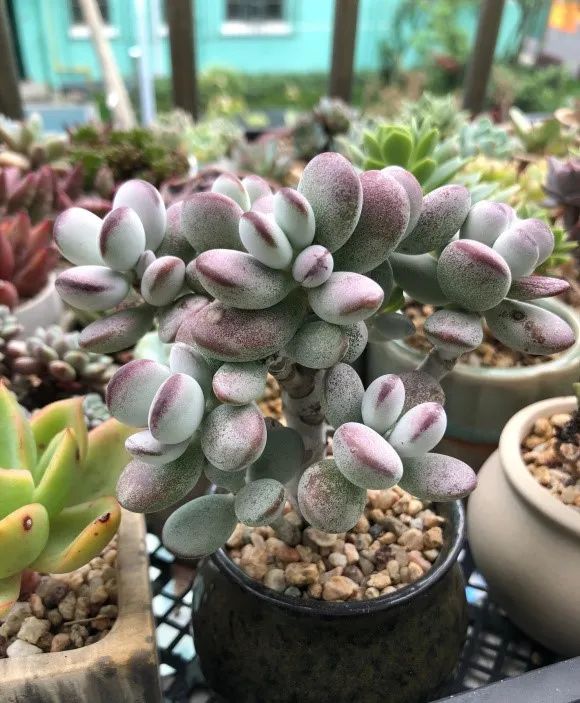 乒乓福娘锦的繁殖方法,乒乓福娘可以叶插繁殖吗