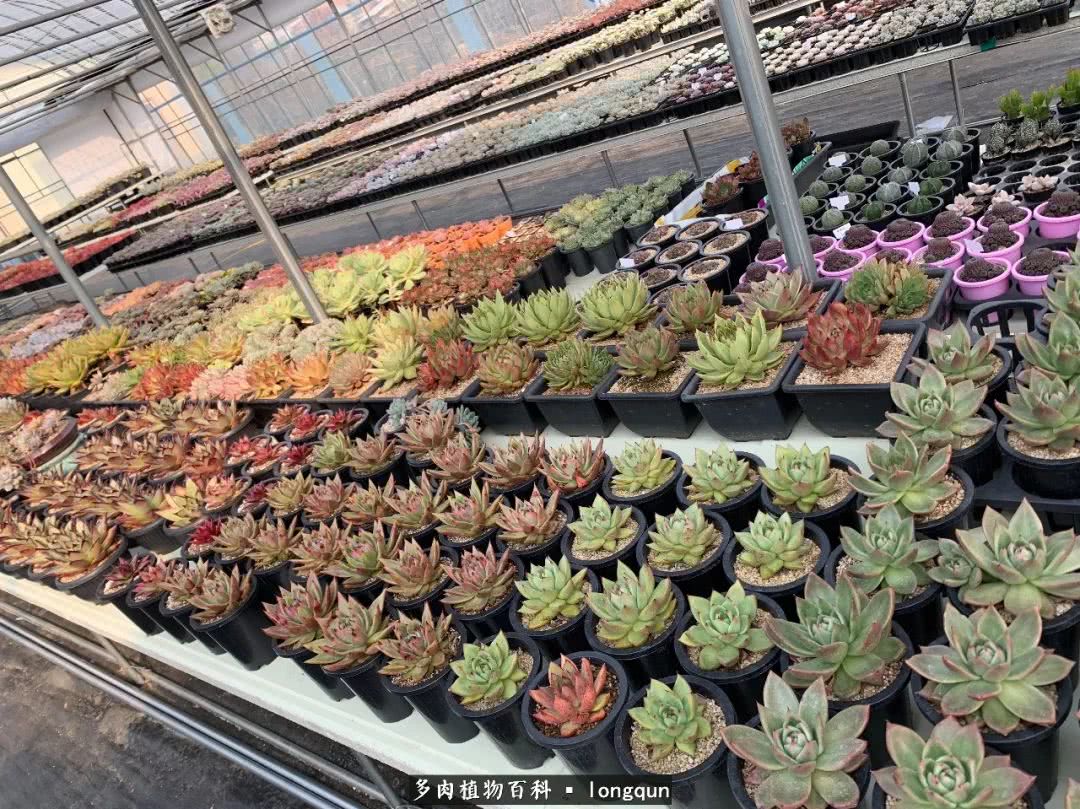 探访韩国肉锥大棚,记一次走访纪录片