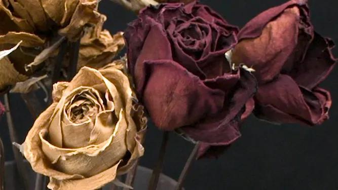 索尼fx6v效果,索尼fx92