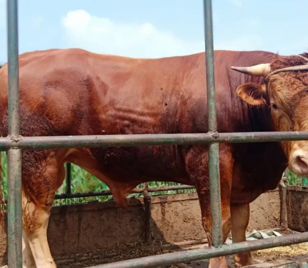 延边黄牛肉是中国五大名牛之首吗,中国有名的黄牛产地