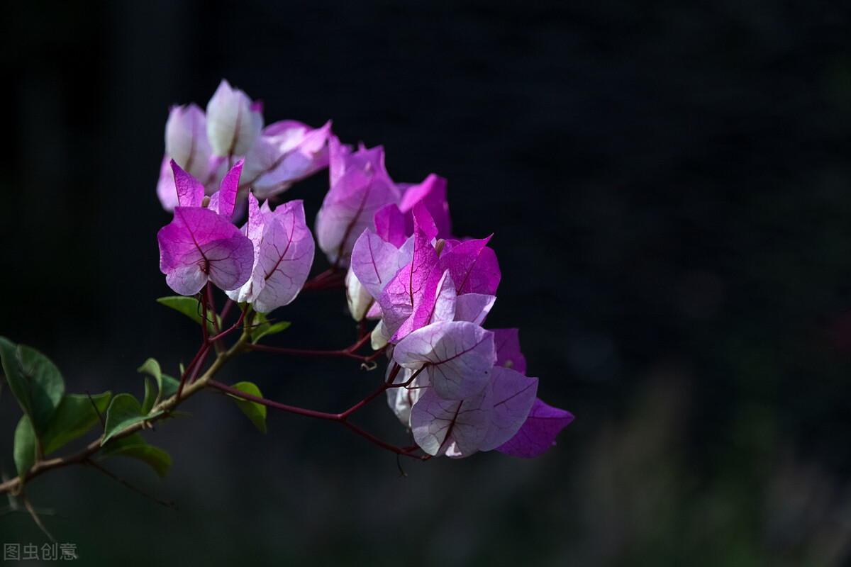 这三种花越养越值钱,这三种花千万不要养在家里