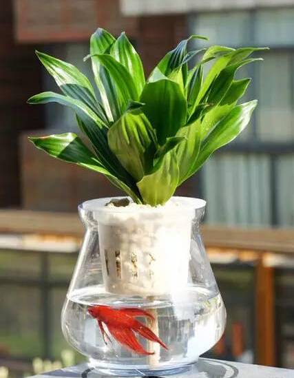 水培植物蚊虫怎么消灭,水培植物长蚊子怎么去除