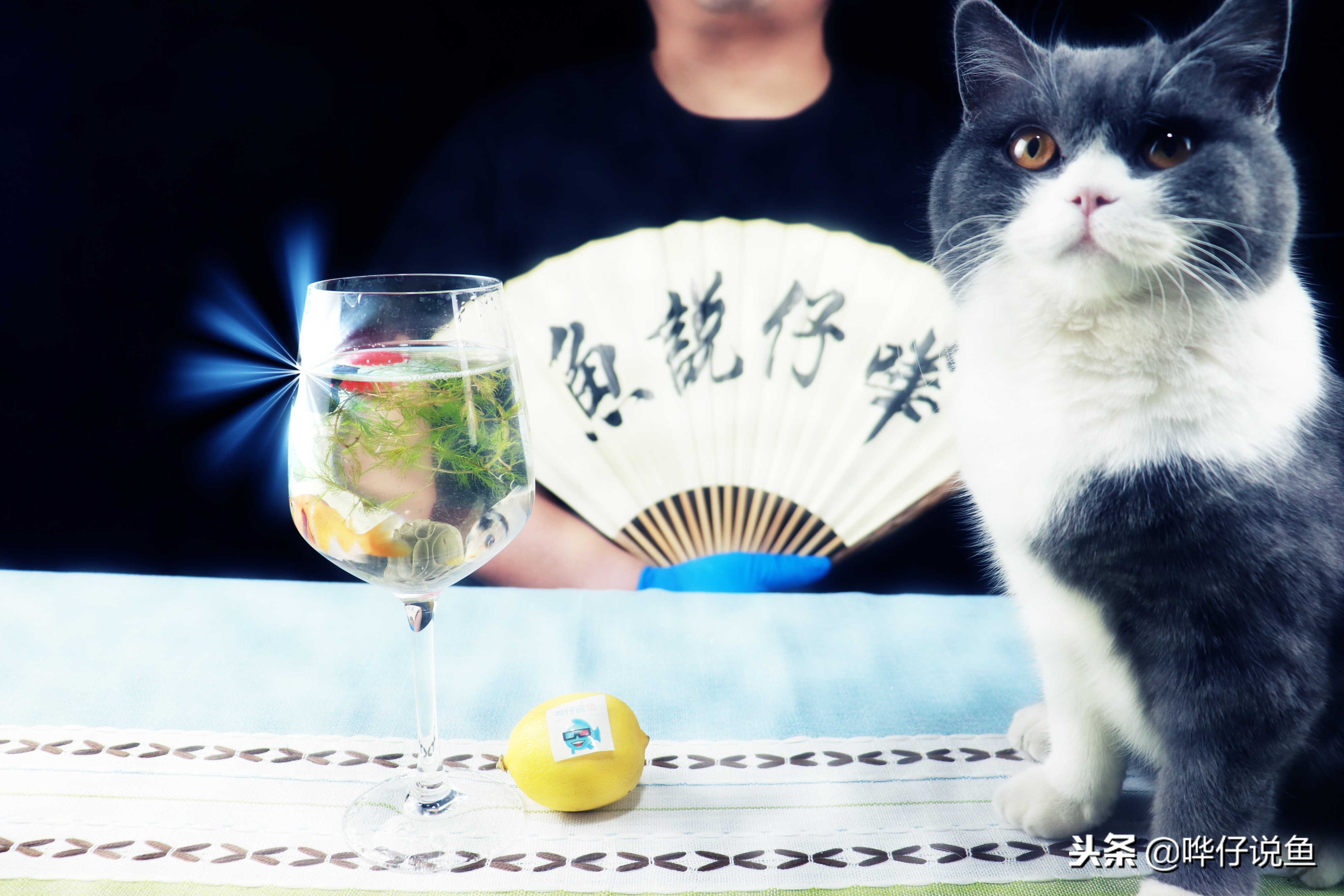 锦鲤适合缸养还是池养,鱼池和地缸哪个适合养锦鲤