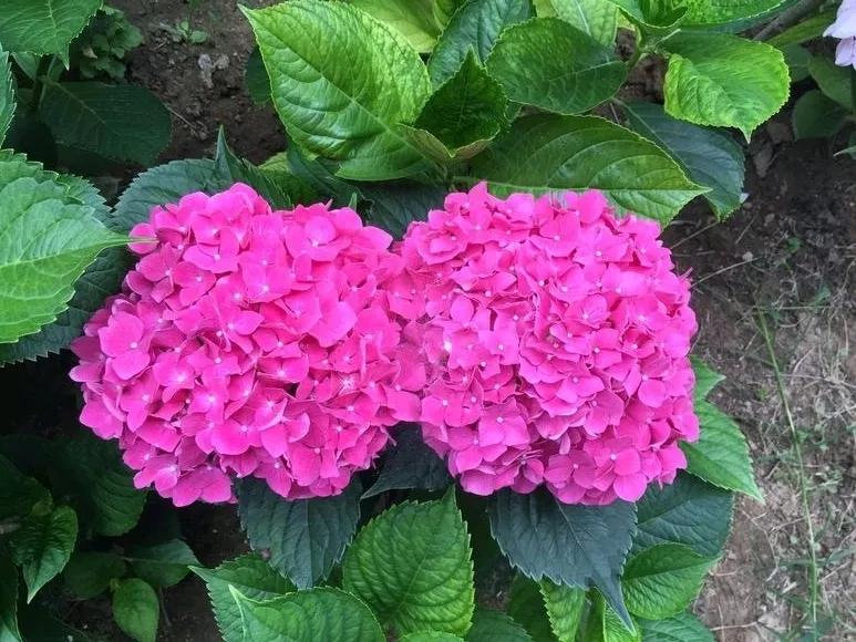 什么花最好养最耐阴,什么花最好种又耐阴