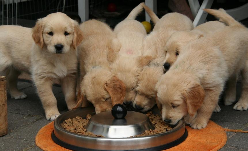 2021双11养狗｜养狗人狗粮囤货分享