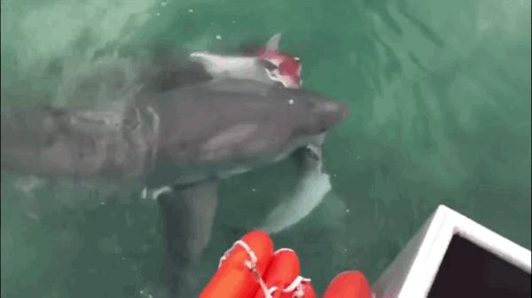 科普鲨鱼为什么不吃海豚呢,鲨鱼为什么不吃海豚的真相