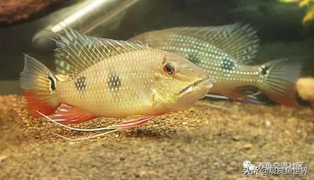 食土鲷一般多大尺寸,食土鲷哪个品种小一点