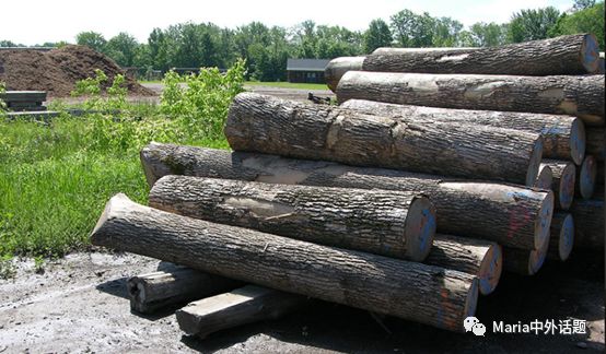 美国硬木干货价格,北美硬木排行