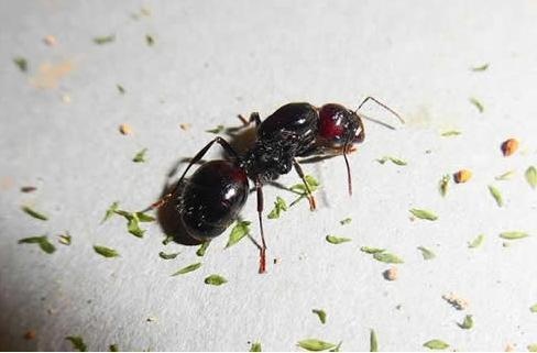 常见蚂蚁图鉴,蚂蚁vs其他种类蚂蚁