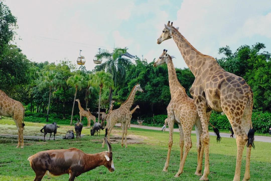 广州长隆怎么玩最划算攻略分享,广州长隆省钱攻略