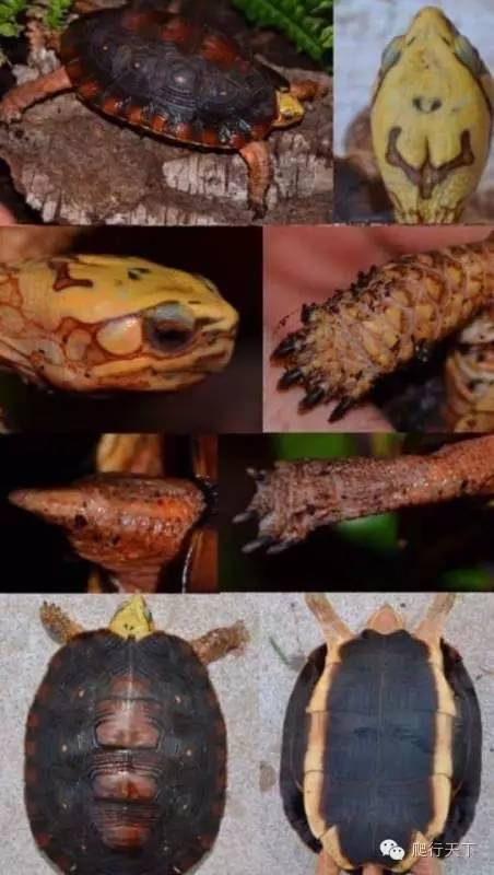 卢比达山龟介绍,卢比达山龟保护级别