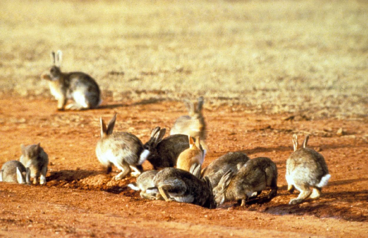 不是每只兔子都像澳大利亚野兔般“好命”，生存的艰辛，北极兔懂