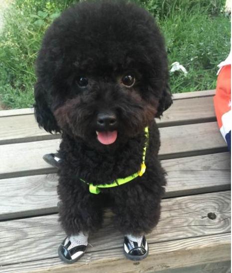 养泰迪不能吃的五大禁忌,养泰迪不给吃狗粮