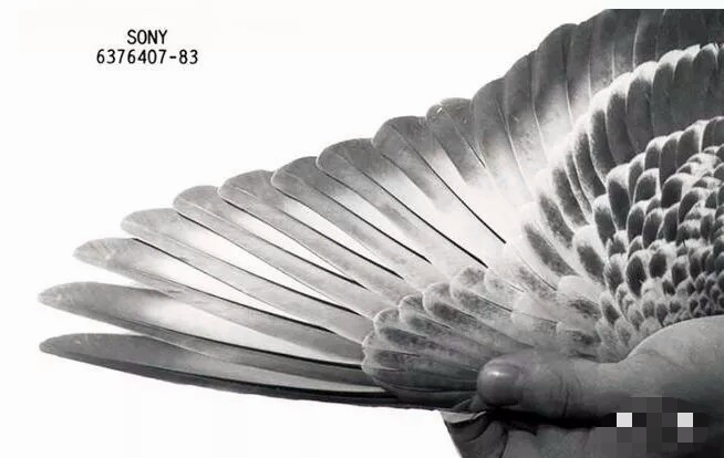 外表现不尽人意的鸽子是好鸽!