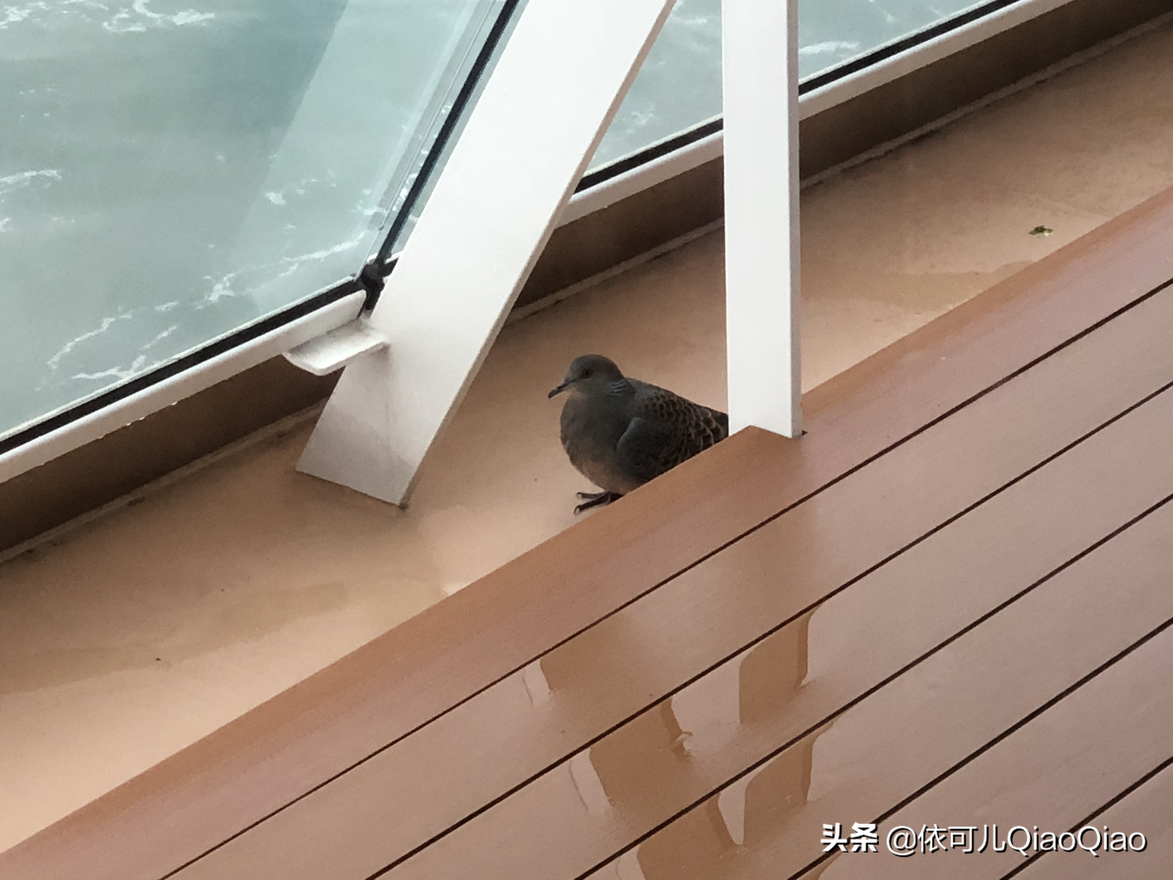 纪念我的第一次旅游,纪念我的第一次旅行