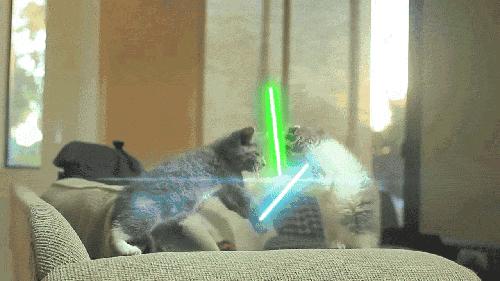 公猫可以有多个乳房吗,公猫也长乳房吗