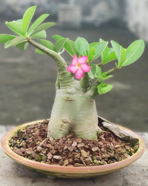 沙漠玫瑰枝干软怎么处理,沙漠玫瑰光杆几月发芽