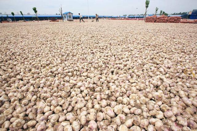 新蒜价格创3年新高大蒜价格疯涨,大蒜价格跌至近年最低