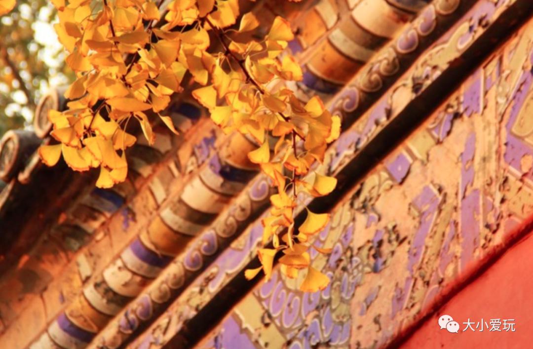 北京红螺寺银杏最佳观赏时间,北京赏银杏景区有哪些