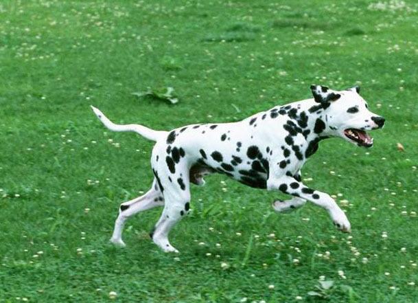 母斑点狗和公斑点狗的哪个颜值高,斑点狗的优缺点及性格