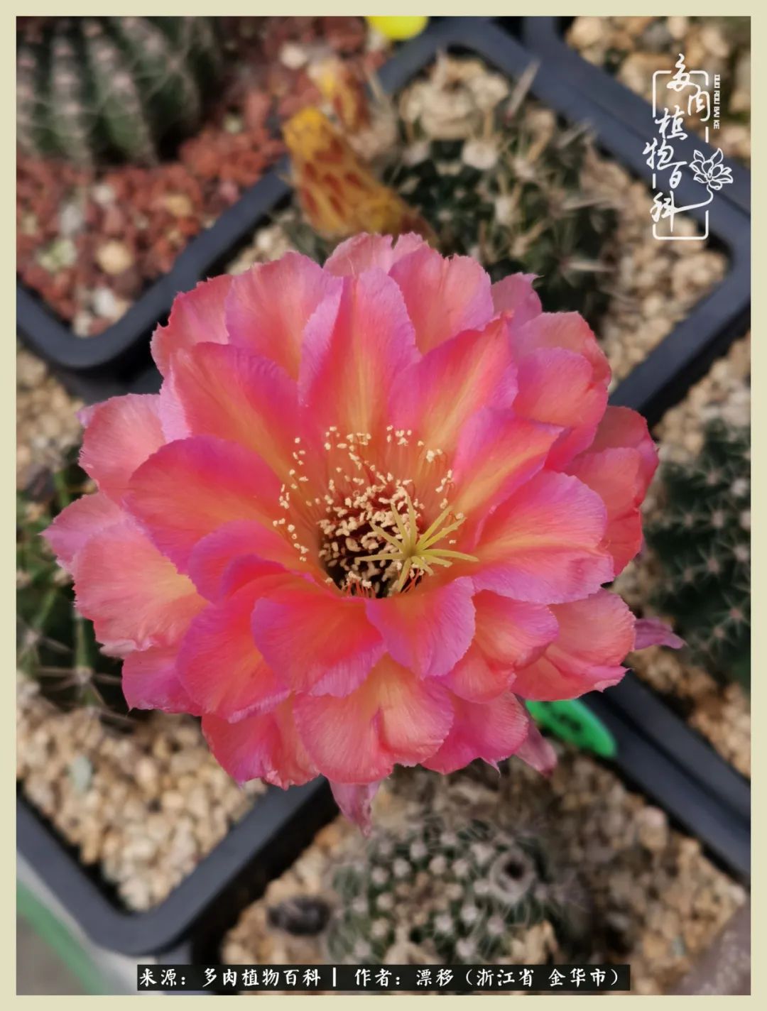 仙人球开花并散发着香味,仙人球花盛开吐露芬芳