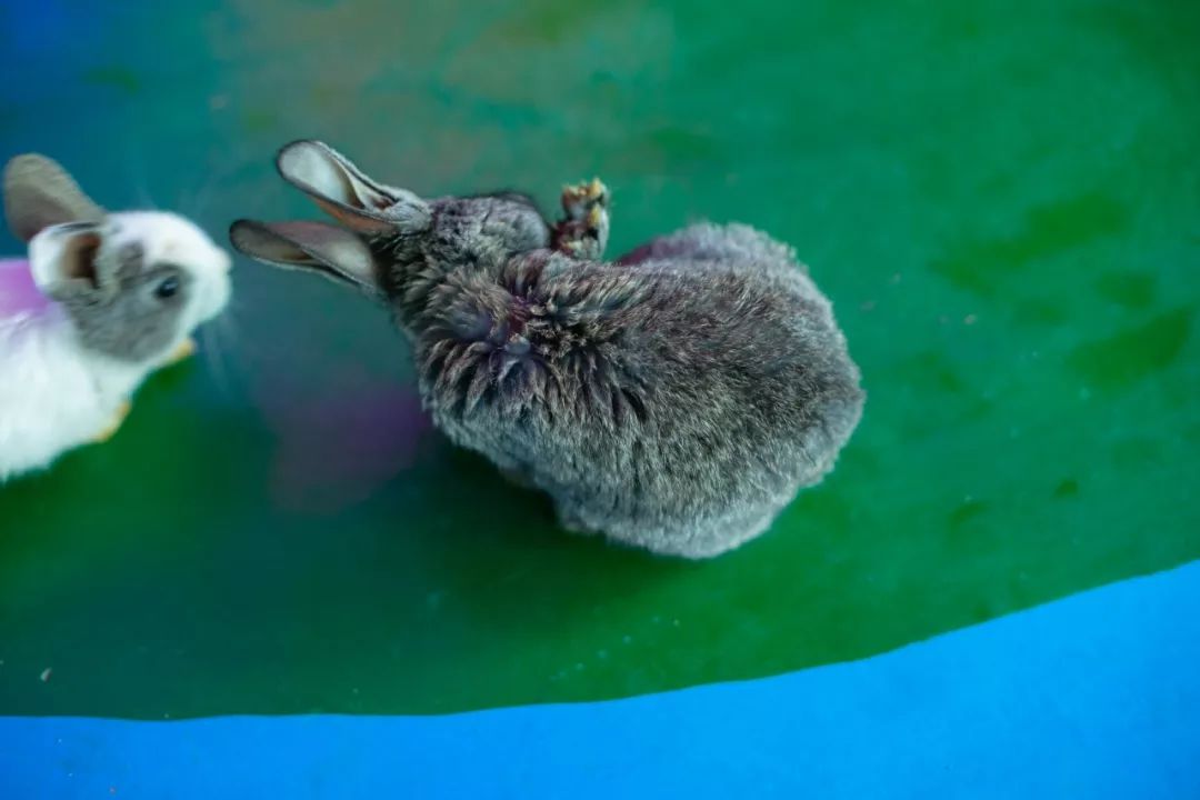 鏄嗘槑钀屽疇鍔ㄧ墿涓婚涔愬洯,鏄嗘槑瀹ゅ唴钀屽疇涔愬洯