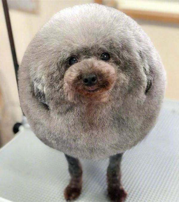 带狗子去宠物店做造型，结束后却懵了：想踢一脚是怎么回事？