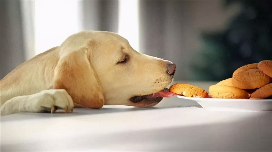 不要随便养哈士奇,不要随便养大狗