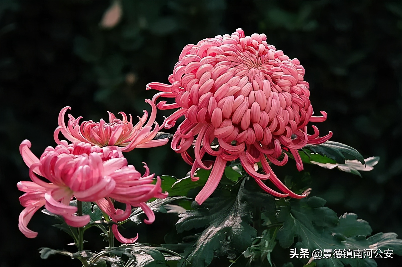 写菊花最美的10首诗词,关于秋日菊花的诗词