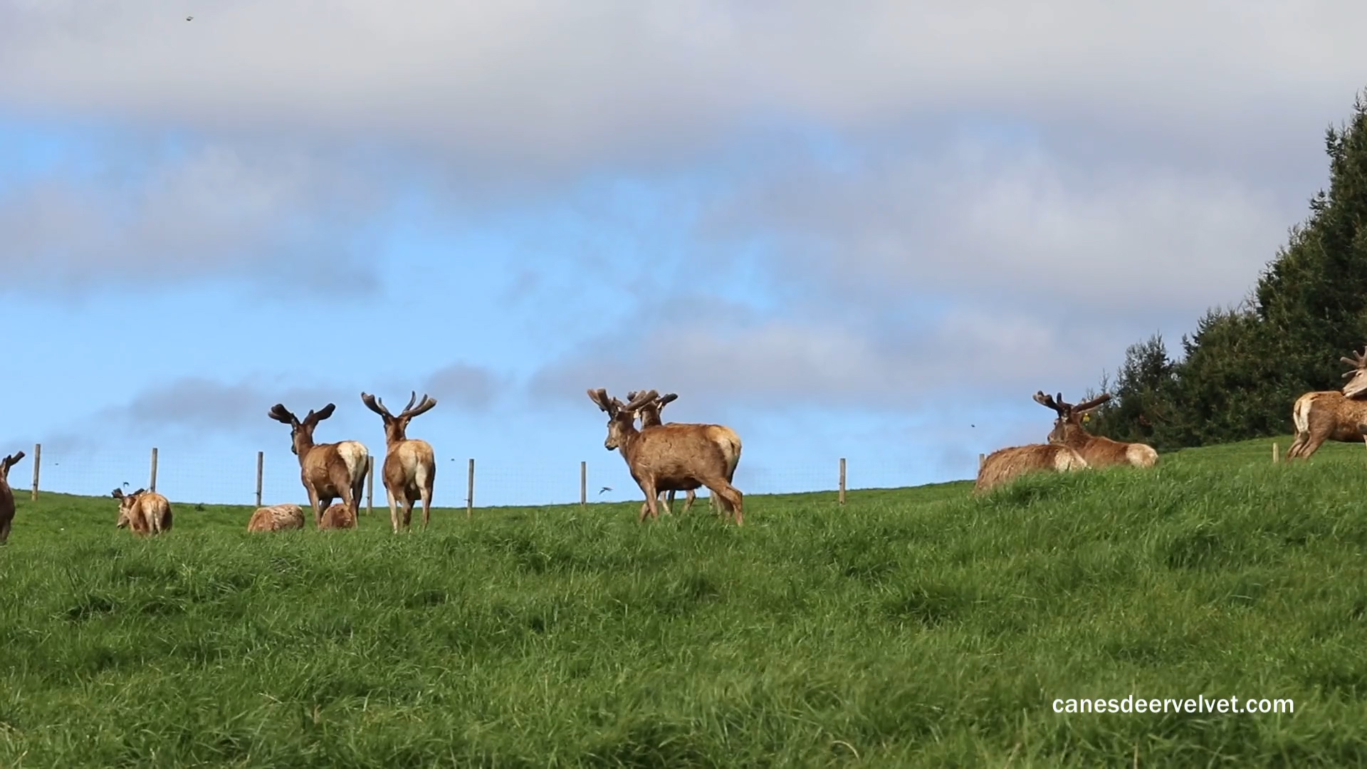 手术之后，新西兰CANES鹿茸胶囊帮你快速康复
