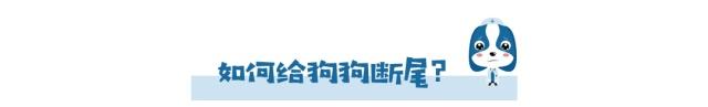 为什么有的狗狗没有尾巴,为啥狗狗没尾巴