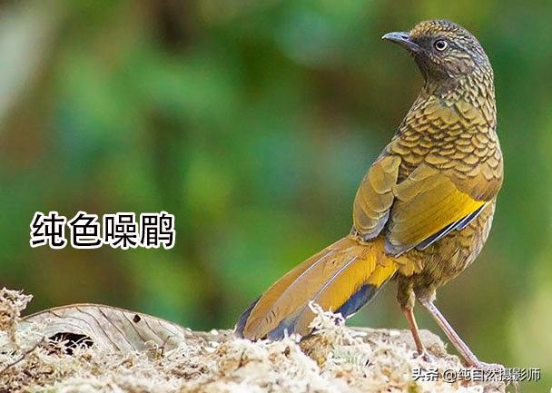 画眉品种有哪些,画眉科的鸟类大全