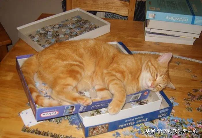 养猫还想养只猫,养猫会有想扔的想法吗