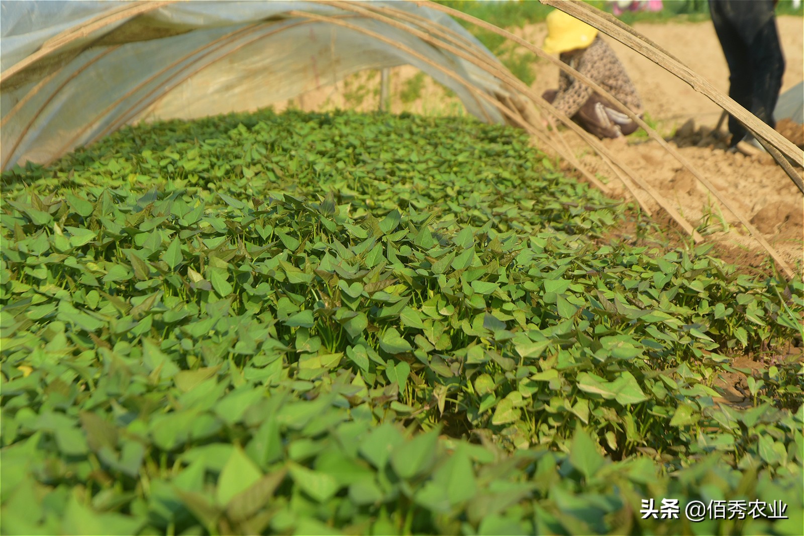 种红薯苗卖能挣钱吗,农民种植养殖年挣20万