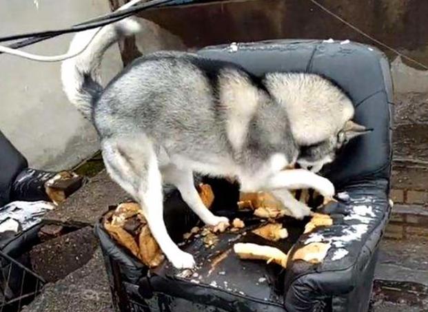 哈士奇烧钱吗,哈士奇公认最纯的狗