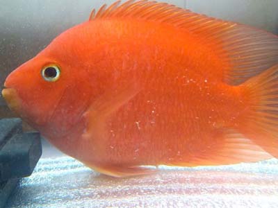 财神鹦鹉鱼都有什么常见病,鹦鹉鱼常见病及治疗方法