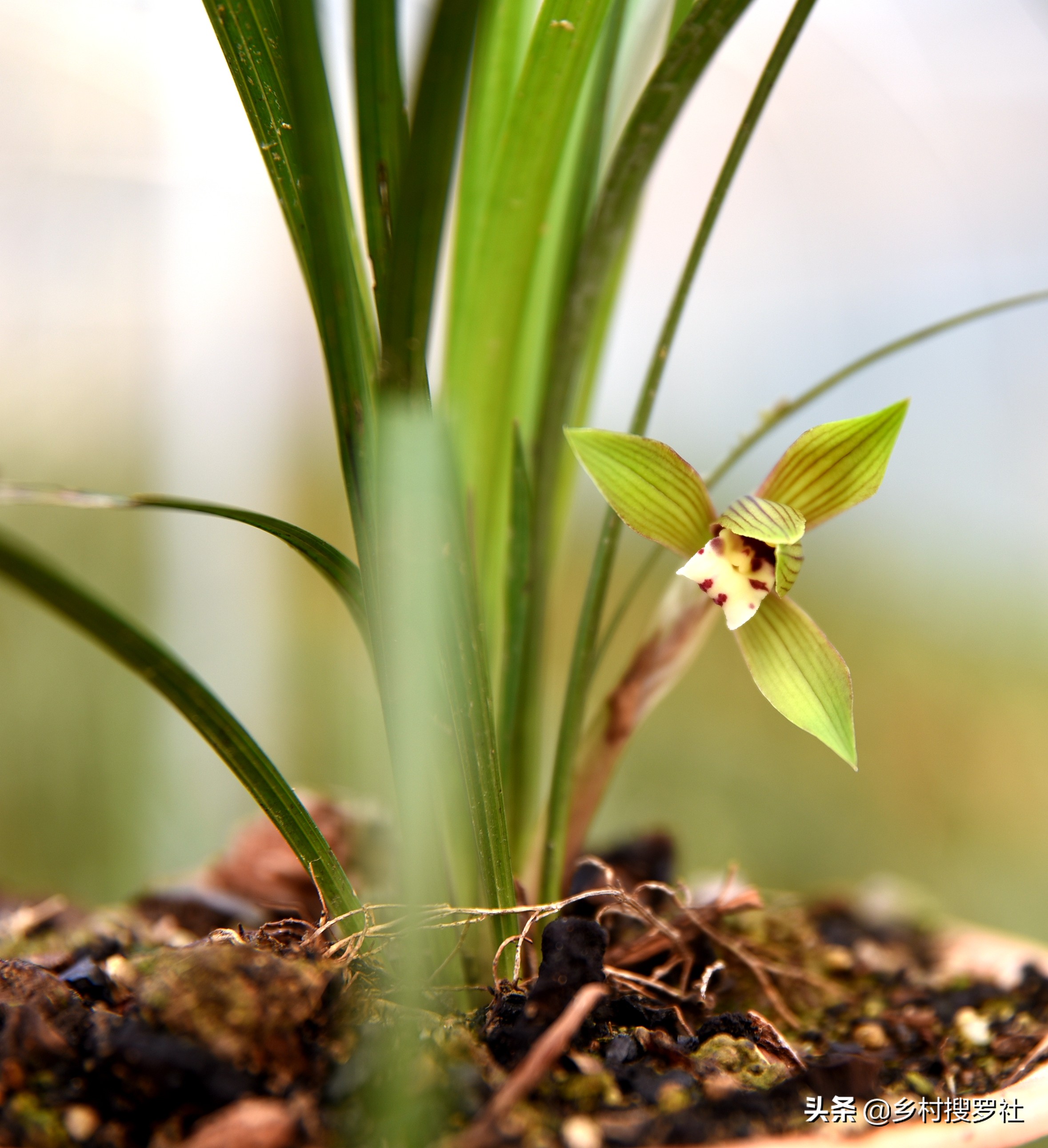兰花出花苞冬季怎么管理和养护,兰花有花苞后如何养护和管理