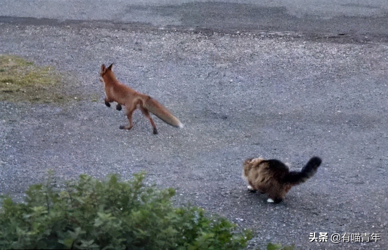 千万别惹俄罗斯猫，真实吓尿了
