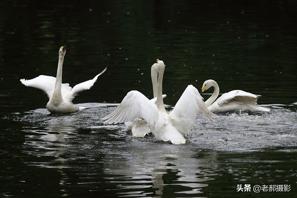 四小天鹅完整版歌曲,四只小天鹅歌舞