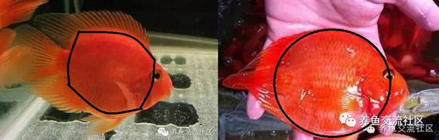 招财热带鱼观赏鱼大全,财神鹦鹉鱼热带观赏鱼