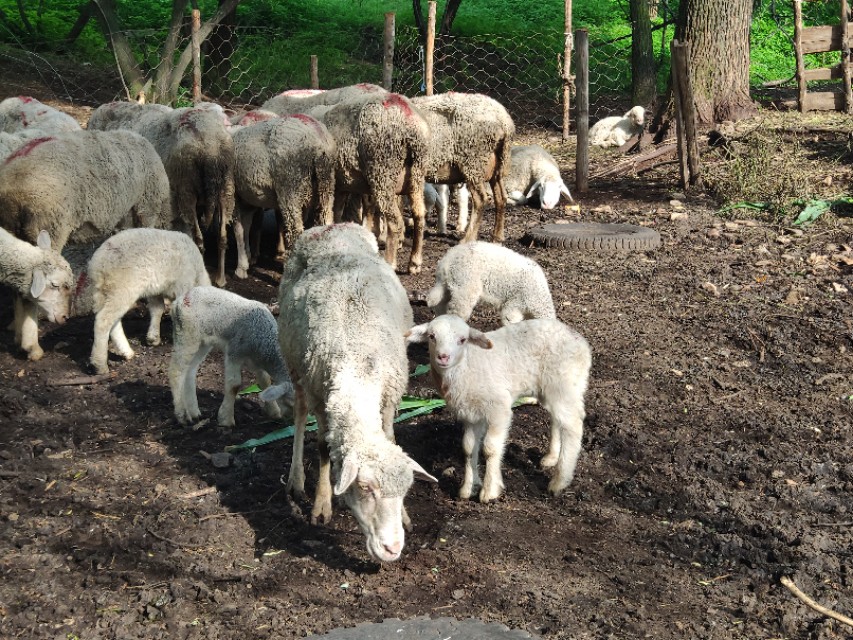 雨天羊最容易得什么病,羊群春天容易得什么病