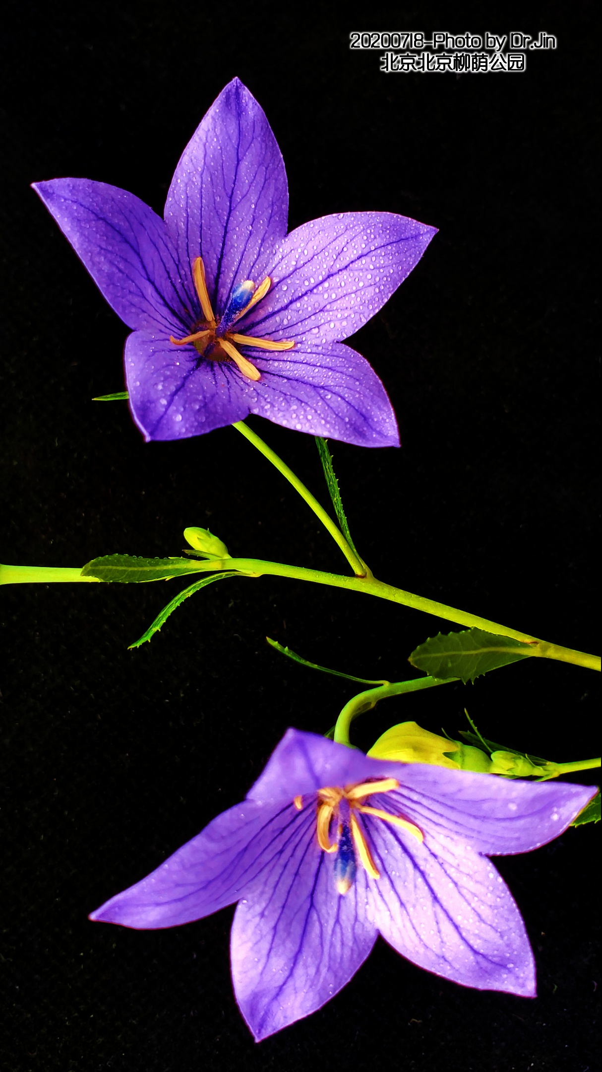 金行博览:宣肺,祛痰,平喘-桔梗