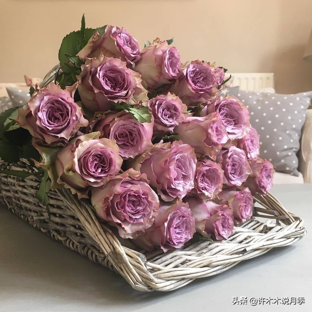 切花大全100种,鲜花大全50种花的花语