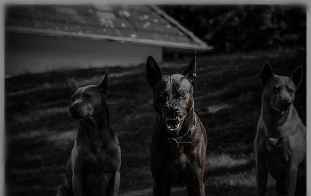 各国猛犬品种排名,各国品种猛犬