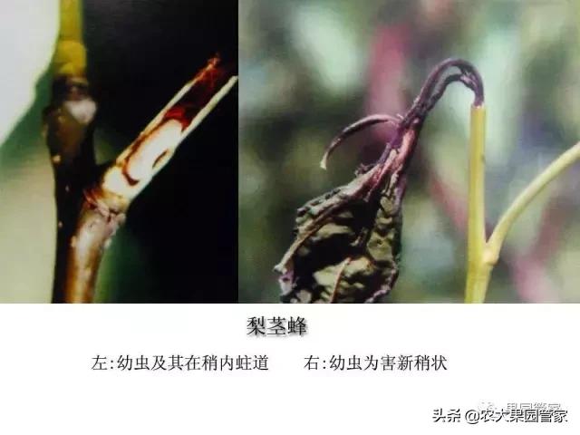 梨茎蜂的治疗用什么药,梨树上的梨茎蜂防治