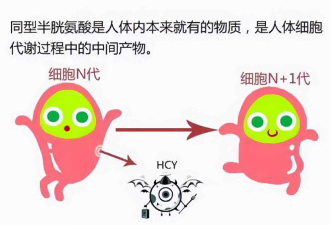 长期吃高血压药需要吃叶酸吗,h型高血压需要长期吃叶酸吗