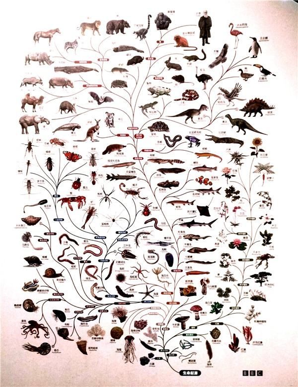 达尔文进化论难道真的错了吗,达尔文晚年质疑进化论了吗