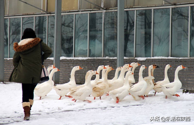 戏雪游乐场项目,戏雪乐园雪人