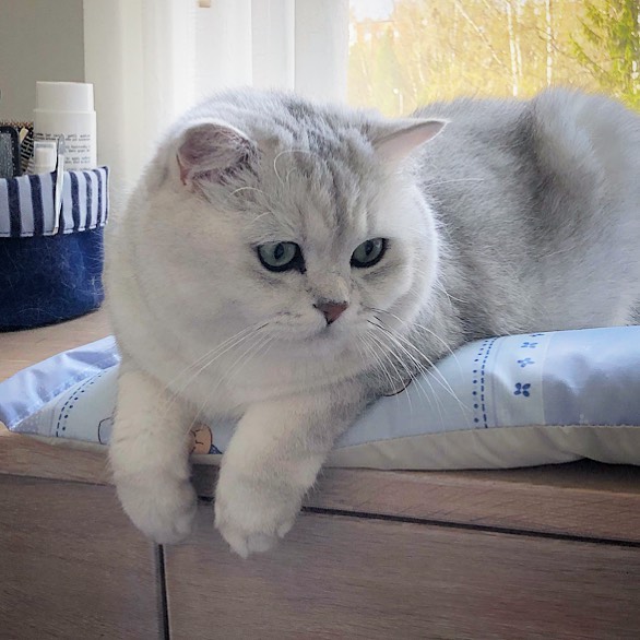 夸猫猫可爱的话,夸猫猫听话