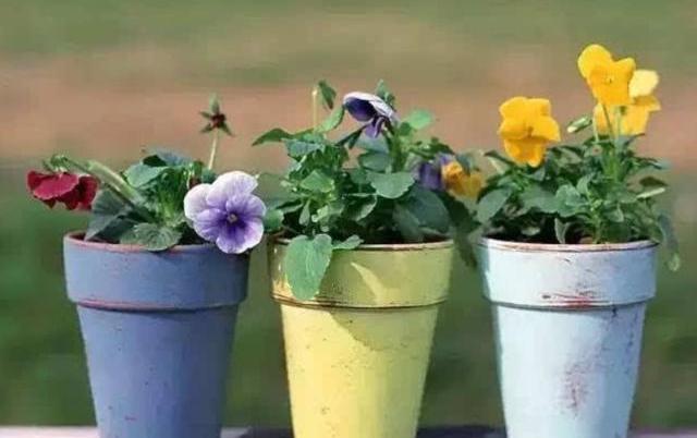 怎样配制家庭养花最好的营养土,家庭养花土拌什么疏松透气